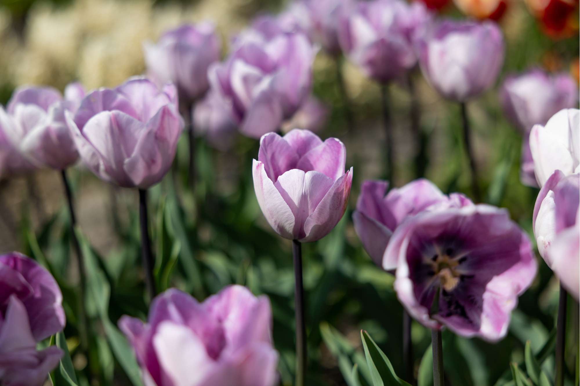 Tulpe 'Jacuzzi'